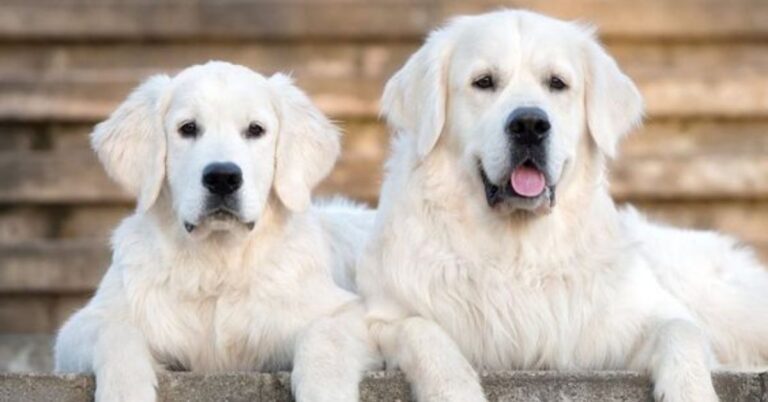 What is White Golden Retriever?its Height, Weight, lifespan, care