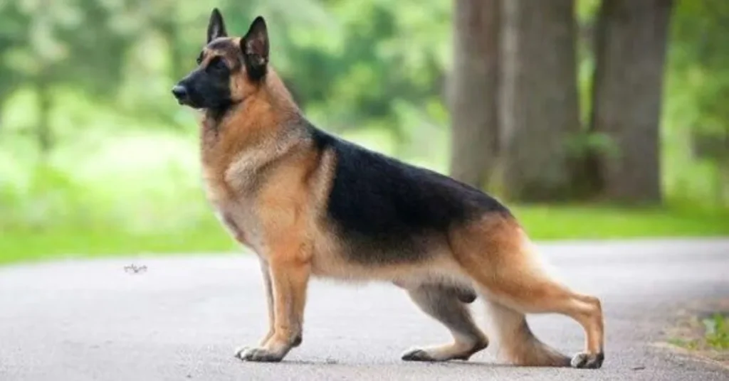 germen shepherd protection dog