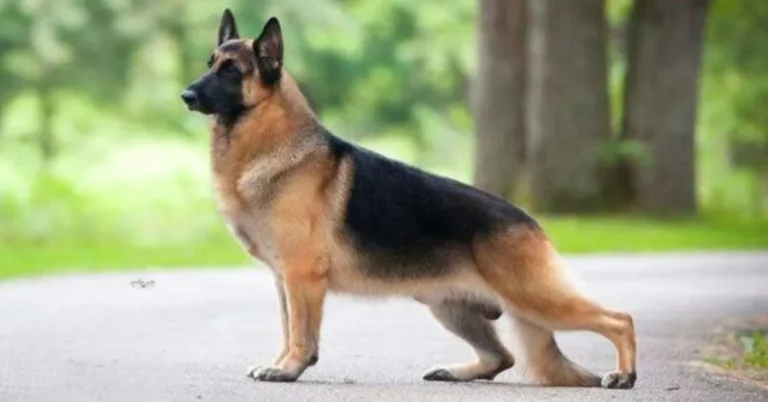 German Shepherd Protection Dog: Guard Dog