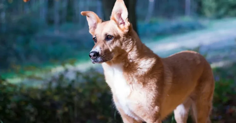 Carolina Dog German Shepherd Mix: All To Know About This Cuties