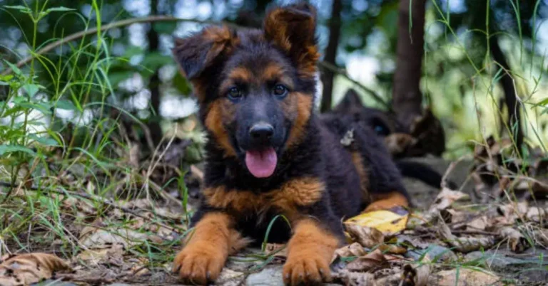 Long Coat German Shepherd Puppies: Height, Weight, Coat, Color