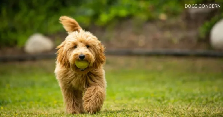What is a Mini Goldendoodle? Its height, weight, colors, coat, care.