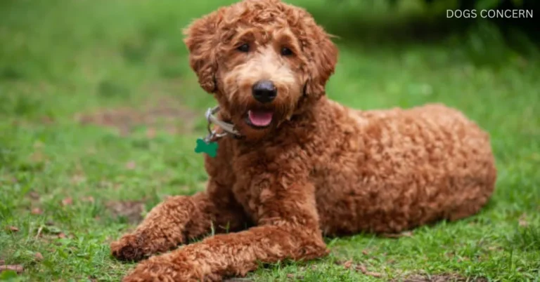 What Are Labradoodle Puppies? Its Height, Weight, Coat, Lifespan