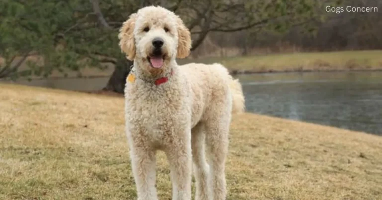 Goldendoodle Adult: Colors, Coat, Height, Weight, Lifespan, Care