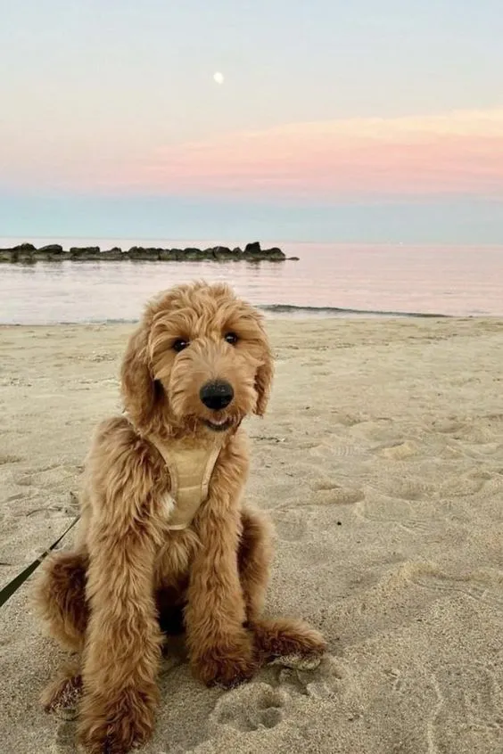 goldendoodle adults