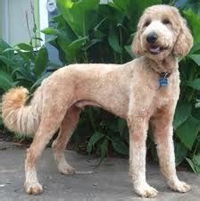 goldendoodle adult grooming