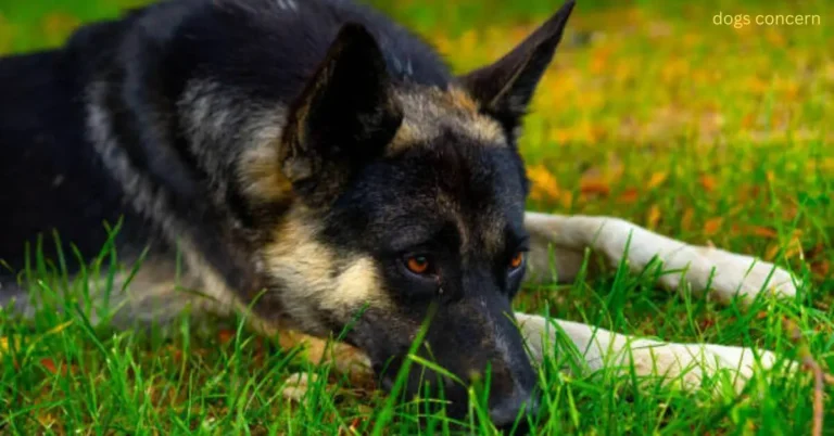 The 10 Worst Dog Food For German Shepherd (Foods To Avoid)