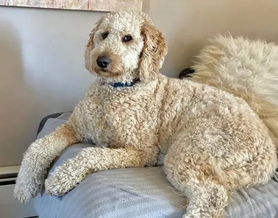 goldendoodle adult physical traits