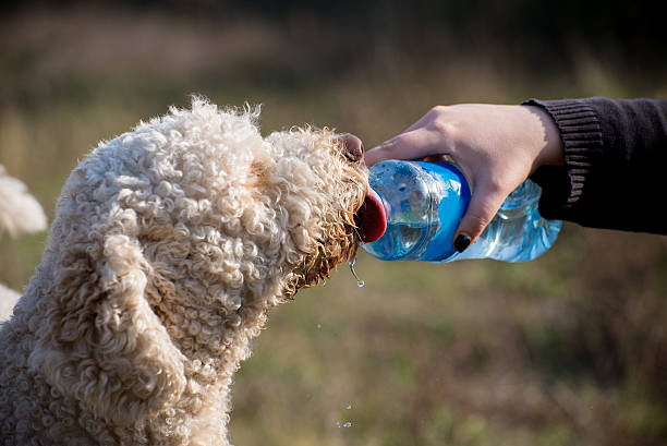 labradoodle puppies hydration
