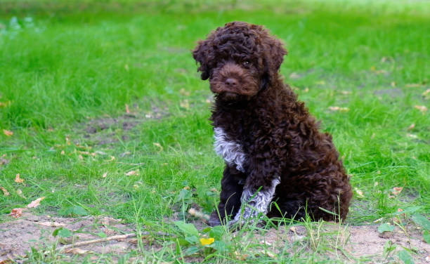 labradoodle puppies curly coat