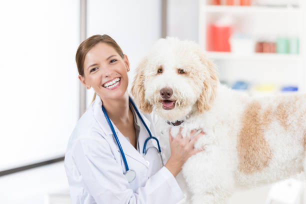 labradoodle puppies health issues