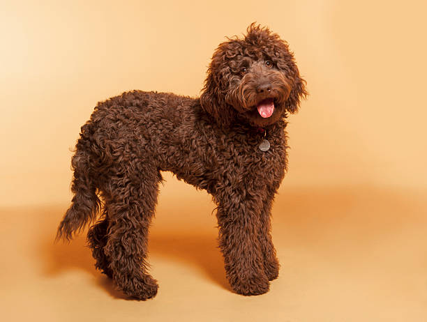 labradoodle puppies physical traits
