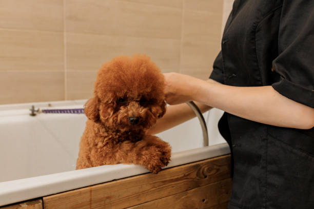mini goldendoodle grooming