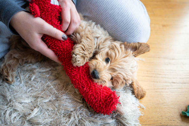 mini goldendoodle love and attention