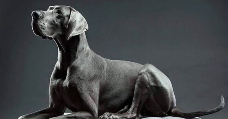 Blue Great Dane: Height, Weight, Care, Coat, Lifespan, Traits