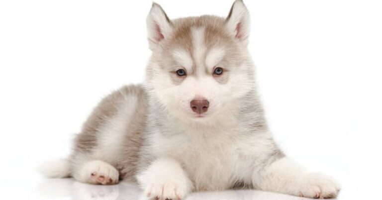 Siberian Husky: Color, Coat, Temperament, Health Issues, Care