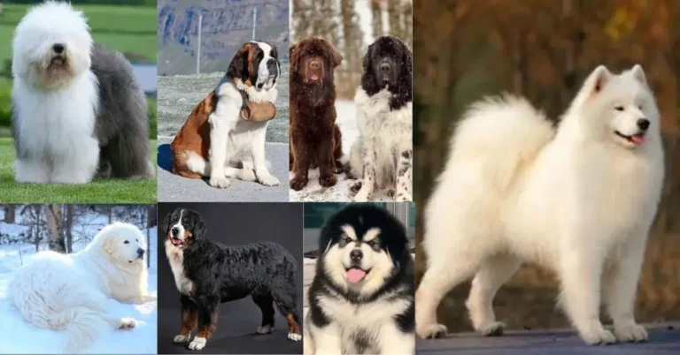 22 Big Fluffy Dog Breeds: Origins, Temperament, Grooming, Care
