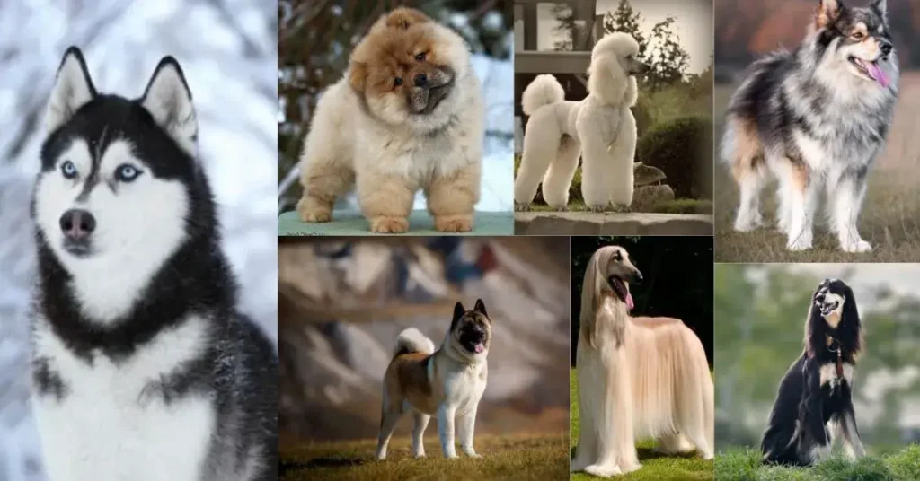 big fluffy dog breeds