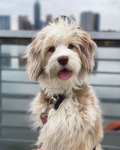 Aussiedoodle puppies physical appearence