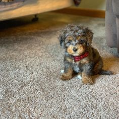 Aussiedoodle puppies body structure