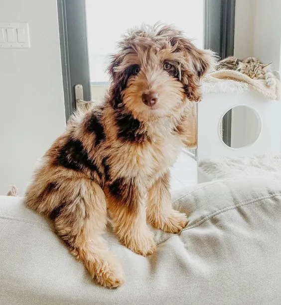 Aussiedoodle puppies loyalty