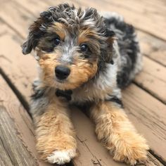 Aussiedoodle puppies life stages