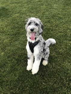 Aussiedoodle puppies adult