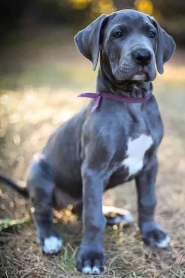 Blue Great Danes gentle and affectionate nature