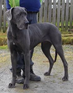 little known facts about the Blue Great Danes 