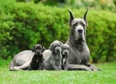 Blue Great Danes gentle giants with a sensitive side