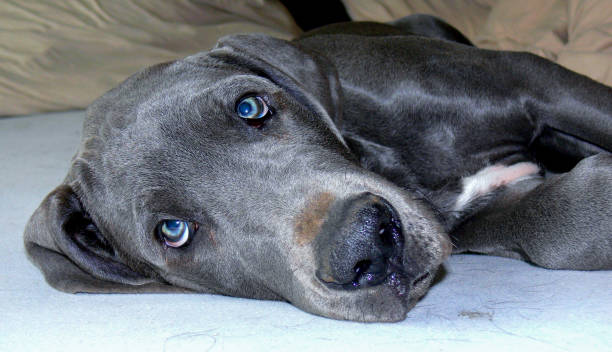 caring for blue great dane