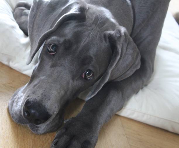 Blue Great Danes love and attention