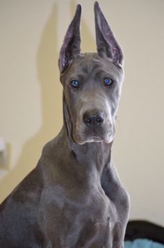 physical traits of Blue Great Danes