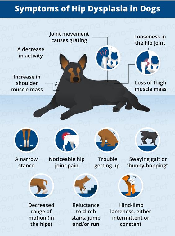 symptoms of hip dysplasia in dogs