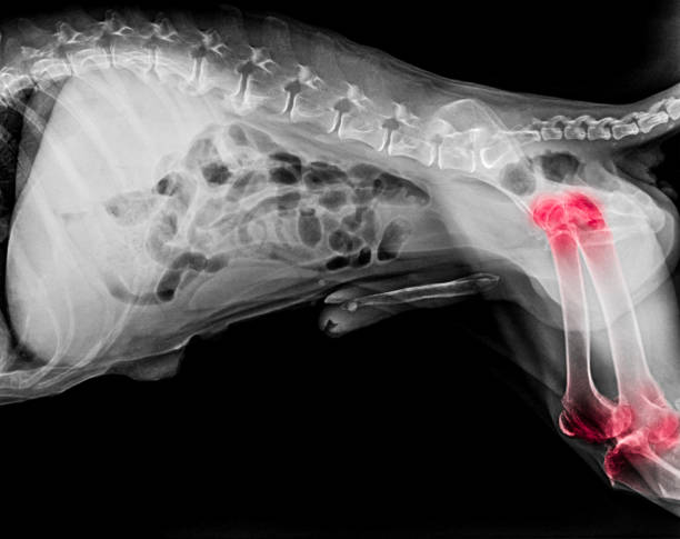 X-rays of hip dysplasia in dogs
