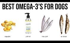 source of omega 3 for dogs 