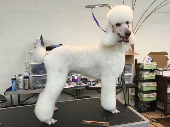 Trimming and Haircuts of parti poodle