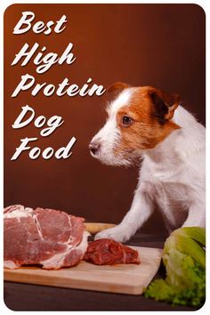  best source of protein for dogs