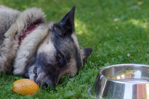 is onion the worst dog food for german shepherd
