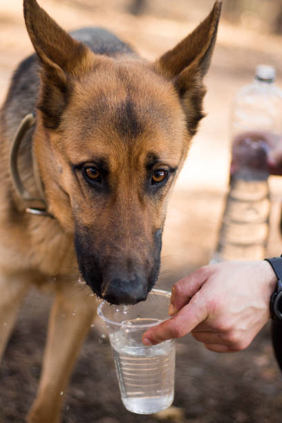 is alcohol the worst dog food for german shepherd