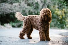 Barbet as a hypoallergenic dog