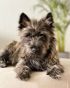 Cairn Terrier as a hypoallergenic dog