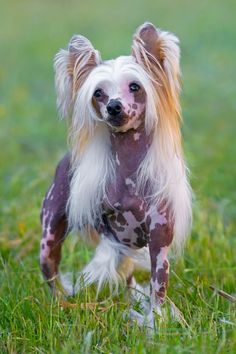 Chinese Crested as a hypoallergenic dog