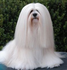 Lhasa Apso as a hypoallergenic dog