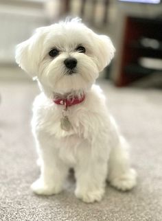 Maltese as a hypoallergenic dog