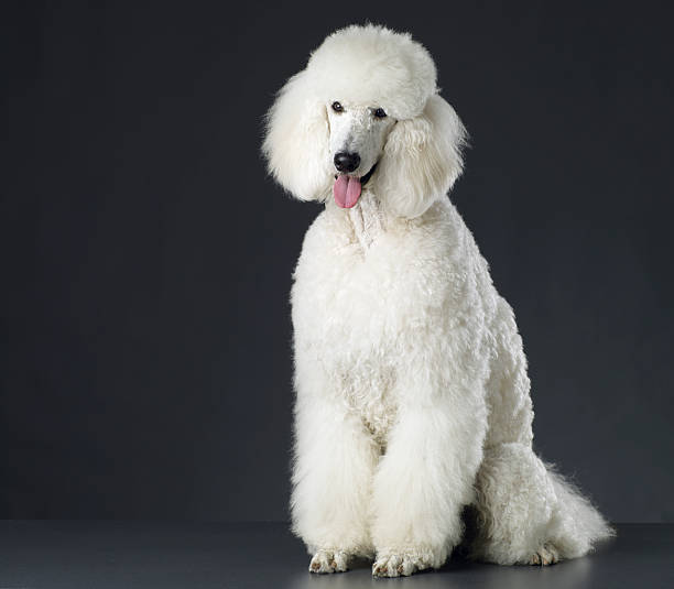 Poodle as a hypoallergenic dog