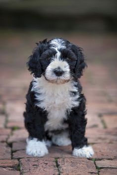 Portuguese Water Dog as a hypoallergenic dog