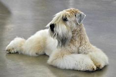 Soft Coated Wheaten Terrier as a hypoallergenic dog