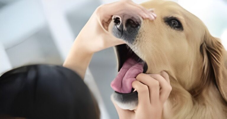 Dog Heimlich: Heimlich Maneuver, Choking Sign,  Prevention