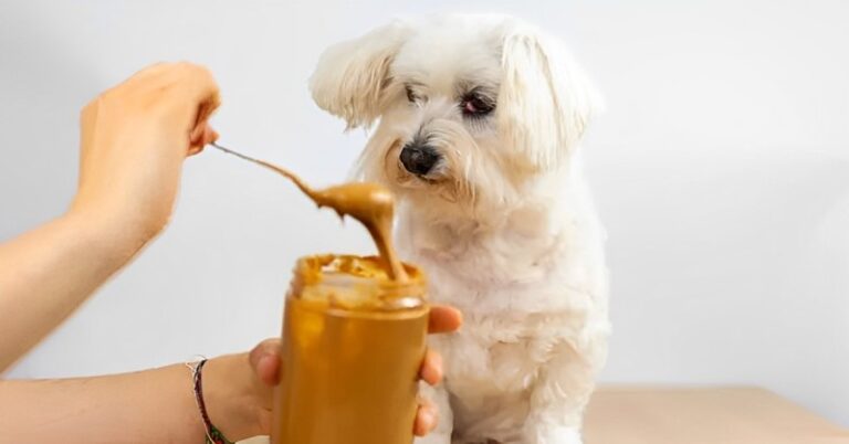 Can Dogs Have Almond Butter? : Is It safe?, Health Benefits